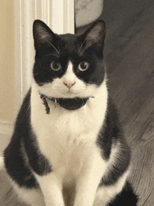 a black and white cat wearing a black collar