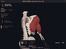 a computer screen shows a skeleton and muscles and says motion mode at the top