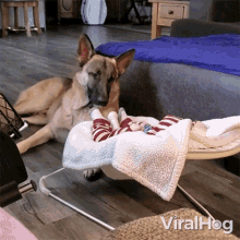 a dog laying on the floor next to a baby in a baby bouncer with the word viralhog written on the bottom