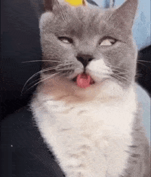 a close up of a cat with its tongue out .