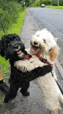 a black dog and a white dog are hugging each other on a sidewalk