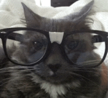 a cat wearing glasses has a piece of paper on its face