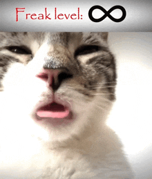 a cat with its tongue sticking out and the words freak level written above it