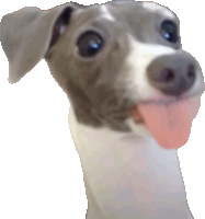 a grey and white dog with its tongue out