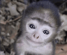 a baby monkey is smiling for the camera