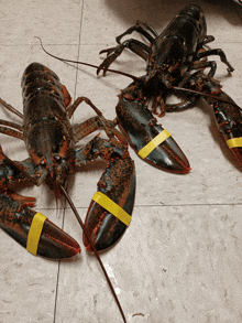 two lobsters with yellow tape on their claws