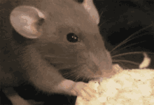 a close up of a rat eating a piece of cheese