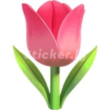 a pink tulip with green leaves on a stem