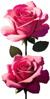 two pink roses against a white background with green leaves