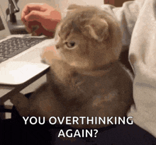 a cat is sitting in front of a laptop with the words " you overthinking again "