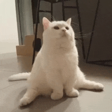 a white cat is sitting on the floor and looking up .