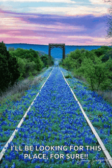 train tracks lined with blue flowers and a bridge in the background