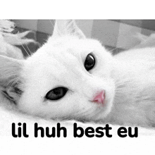 a picture of a white cat with the words " lil huh best eu " underneath it