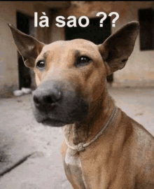 a brown dog with a rope around its neck is sitting in front of a sign that says la sao ?