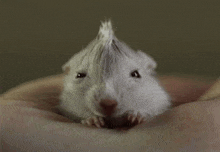 a white hamster with a mohawk on its head