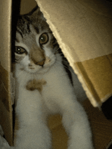 a cat looking out of a cardboard box