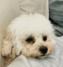 a small white dog laying on a person 's shoulder