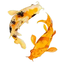 two colorful fish are swimming in a circle on a white surface