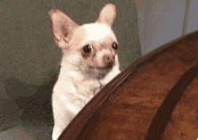 a small white chihuahua is peeking out from behind a table .