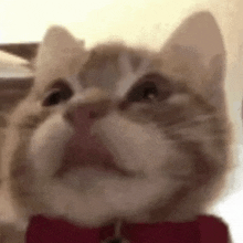 a close up of a cat wearing a red bow tie and looking at the camera .