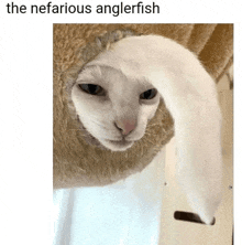 a white cat is wearing a hat that looks like an anglerfish ..