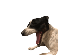 a black and white dog with its mouth wide open