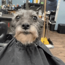 a dog is getting a haircut in a barber shop and looking at the camera