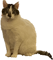 a cat with a collar is sitting on a white surface