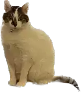 a cat with a collar is sitting on a white surface