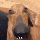 a close up of a dachshund 's face with the words `` / & $ '' written on it .