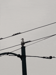 a seagull perched on top of a telephone pole