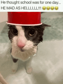 a cat wearing a red cup on its head with the caption he thought school was for one day