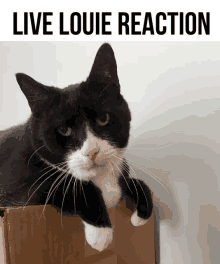 a black and white cat laying on top of a cardboard box with the words live louie reaction above it