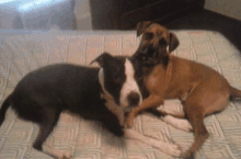 two dogs are laying on a bed and one is black and white