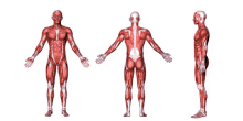 a man 's muscles are shown from different angles on a white background