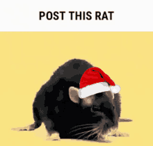 a black rat wearing a santa hat with the text post this rat