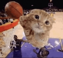 a cat is looking up at a basketball going through a hoop .