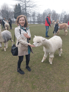 a woman feeds a white alpaca in a field