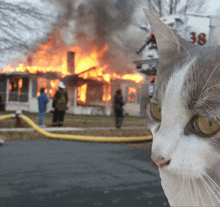 a cat stands in front of a fire truck with the number 38 on the side