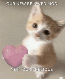 a kitten holding a pink heart with the words " our new beloved mod yeet our precious " below it