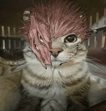 a cat with a pink mask on its face .