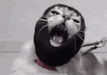 a close up of a cat wearing a mask with its mouth open