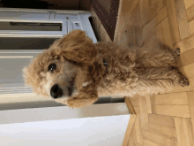 a small poodle standing on a wooden floor