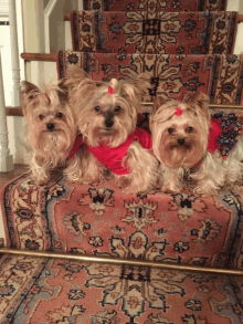 three yorkshire terriers wearing red sweaters are sitting on a rug