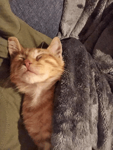 a cat is sleeping on a person 's shoulder with its eyes closed