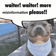 a dog wearing a bandana with a speech bubble that says waiter waiter more misinformation please