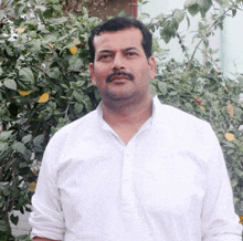 a man in a white shirt stands in front of a tree with leaves on it