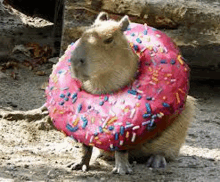 a capybara is wearing a pink doughnut with sprinkles around its neck .