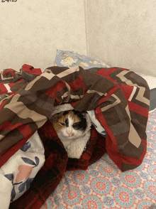 a calico cat is wrapped up in a blanket