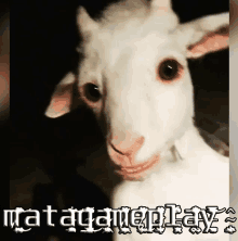 a picture of a goat with the words matagameplay written on the bottom